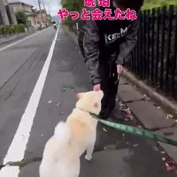 ママと犬