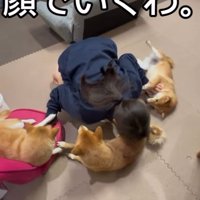 顔で撫でる次女