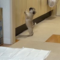 ジャンプするゴンちゃん
