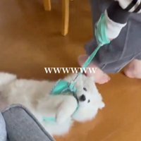 仰向けの状態で部屋の中を滑る犬