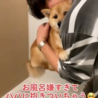 パパにしがみつくまろ君