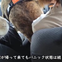 逃げ出したくて大暴れ！