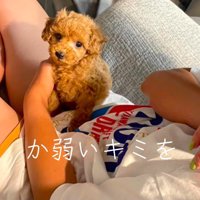 飼い主の膝の上で首を傾げる子犬