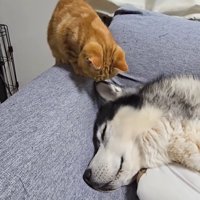 犬の耳の匂いを嗅ぐ子猫