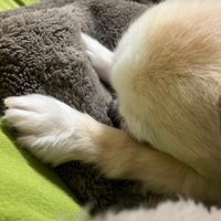 ブランケットの上ですやすや…