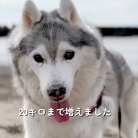 砂浜に立つ犬