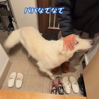 パパが隠れた時のれお君9