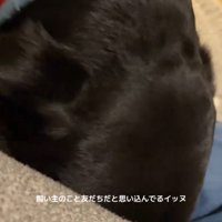 女性の服のポケットに顔を入れる犬