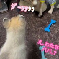 パパさん帰宅時のワンコたち9