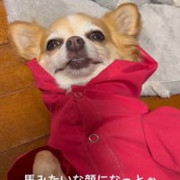 アモちゃんのお散歩拒否3