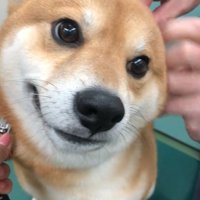 我慢するれお君