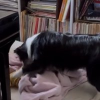 前足を伸ばす犬