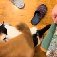 猫の体の上を通り過ぎる犬