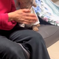 おばあちゃんを見る茶々丸くん