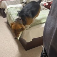 ベッドを降りるさらんちゃん