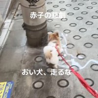 猛ダッシュする犬