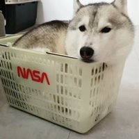 猫みたいな姿がカワイイ！