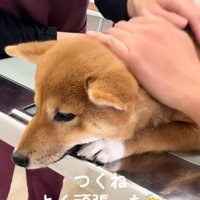 注射を頑張ったつくねちゃん
