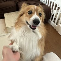 短い
