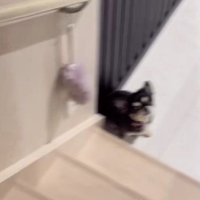 尻尾をふりふり