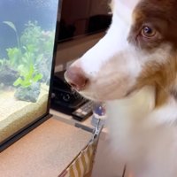 水槽から視線を離して飼い主を見つめるオーストラリアン・シェパード