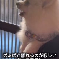 おばあちゃんと離れたくないすのぅちゃん5