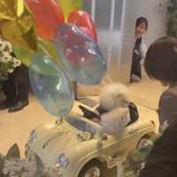 扉の近くに戻ってきた2匹の犬