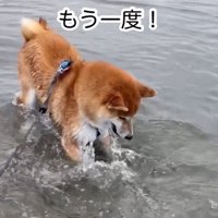 再チャレンジする海くん