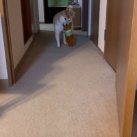 持ってきたのは…