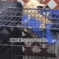 噛みつこうとするあい君1