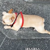 飼い主さんが折れてくれました