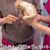 動物病院で定期健診
