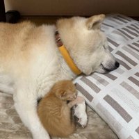 眠る犬と猫1