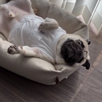 仰向けのまま見つめる犬