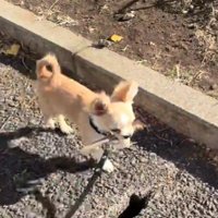 大きな耳が可愛いこはくちゃん