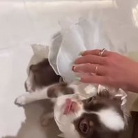撫でてもらうチワワ