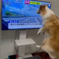テレビに犬が出ると…