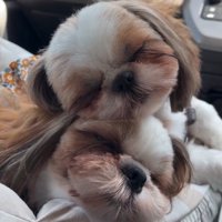 重なって眠るシーズー姉妹3