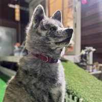 凛々しいあきちゃん