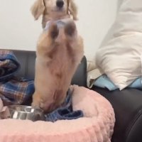 立ち上がるれっくすくん