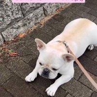 うつむく犬2