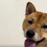 「もう会えないの…？」