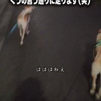犬の後ろ姿1