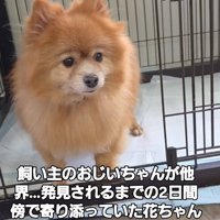 ケージの中から外を見つめる犬