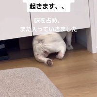 扉の向こうへ入って行く犬