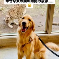 笑顔の犬