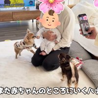 ハナちゃんと赤ちゃんたちの交流4