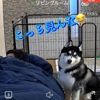 アイスくんと目が合う飼い主さん