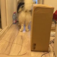 尻尾を振りながら部屋の方へ