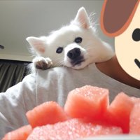 スイカ愛